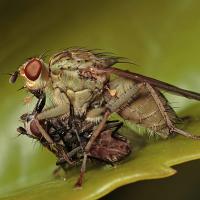 Dung Fly with Prey 2 